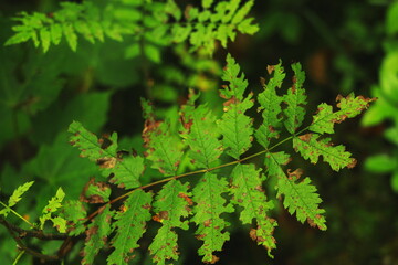 Fototapeta premium Close-up of green serrated leaves with brown spots and natural damage, blurred forest background.