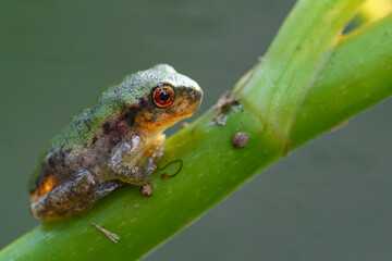 frog on leaf