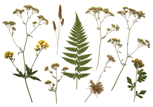 Pressed flowers and ferns botanical collection transparent background minimalist design