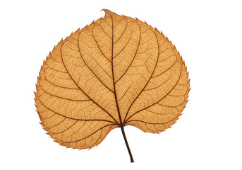 Fototapeta premium Dried leaf detailed macro photography intricate venation autumn nature texture transparent background botanical illustration