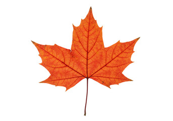 Vibrant orange maple leaf isolated on transparent background autumn fall nature plant photography image