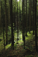 Dark forest with sunlight beam illuminating green moss and young trees. Mysterious woodland scene with dramatic light and shadow.