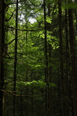 Obraz premium Dark forest with sunlight beam illuminating green moss and young trees. Mysterious woodland scene with dramatic light and shadow.