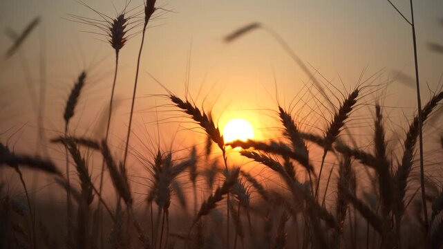 wheat field in sunset