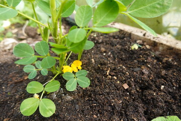 Young peanut plant growing in fertile soil