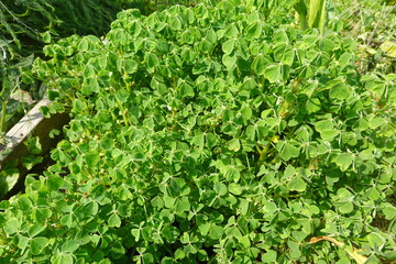 Oca plant growing in a garden during summer