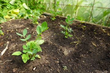 Young peanut plants growing in cultivated soil inside greenhouse
