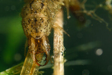 Water bug
