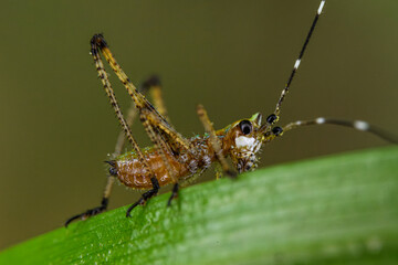 grasshopper on leaf