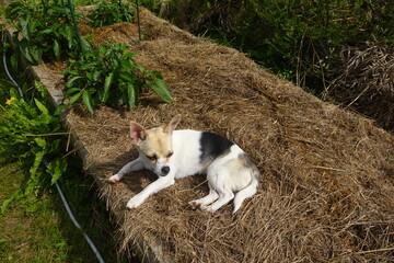 Small dog relaxing on straw in vegetable garden