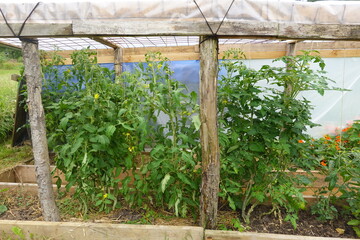Tomato plants growing in a makeshift greenhouse in a home garden