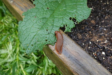 Slug crawling on wooden garden bed near damaged leaf
