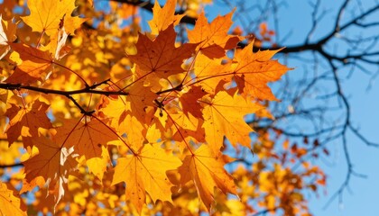 Fototapeta premium Autumn leaves falling nature reserve photography outdoor close-up seasonal colors and textures