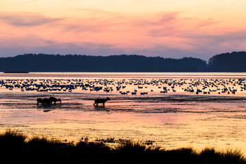 Naklejka premium Sika elk and snow geese exploring the waters of Chincoteague Bay at sunset