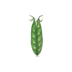 Watercolor illustration of green peas with transparent background, food illustration