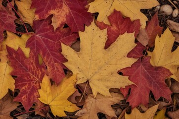 Fototapeta premium Buntes Herbstlaub – gefallene Ahornblätter in Rot, Gelb und Braun bilden eine natürliche Textur am Waldboden