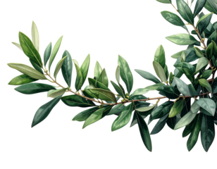  peace day olive branch  transparent background (3)