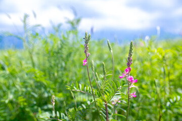 Blooming sainfoin field. Beautiful landscape with flowers. Spring background of colorful landscape. Mountain pink flowers.