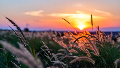Close-up of backlit wild grass in a meadow during a spectacular golden sunset, evoking peace and tranquility.