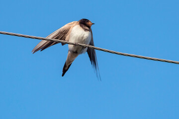 The barn swallow is a small diurnal migratory bird of the order Passeriformes against a blue sky.