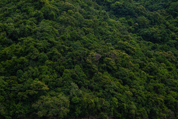 Green tropical island tree forest summer vacation