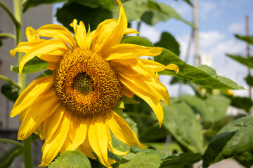 Naklejka premium Fully bloomed sunflower head with yellow petals and visible seeds growing in urban garden. Close-up of Helianthus annuus against green leaves and blue sky background.