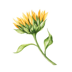 Watercolor bright yellow sunflower in warm autumn tones. Botanical hand drawn illustration isolated on background. Ideal for seasonal, halloween, forest, or nature-themed designs. Rustic foliage