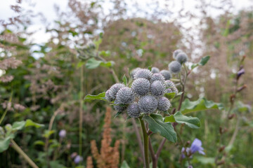 Burdock plant with round prickly flower heads growing among wild grasses.