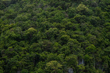Green tropical island tree forest summer vacation