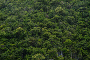 Green tropical island tree forest summer vacation
