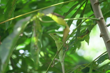 The maned chameleon (Bronchocela jubata) is camouflaged with its surroundings, photographed from below the animal.