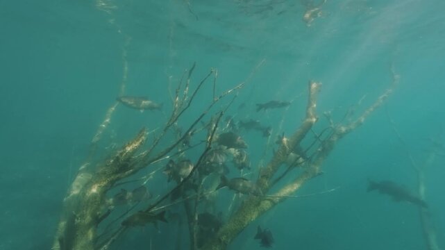 Underwater video on a sunny day showing a huge school of common carp (Cyprinus carpio) swimming around a submerged tree in clear freshwater, highlighting natural fish behavior.