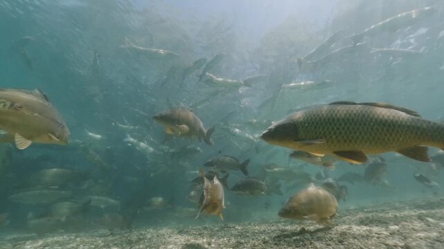 Underwater footage on a sunny day showing a school of large common carp (Cyprinus carpio) and grass carp (Ctenopharyngodon idella) swimming in clear freshwater.