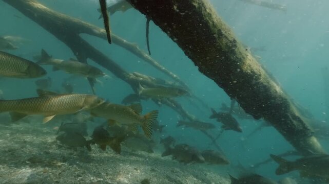Underwater footage of a massive school of common carp (Cyprinus carpio) swimming gracefully in freshwater, with a large pike gliding among them, showcasing dynamic fish behavior and aquatic wildlife.