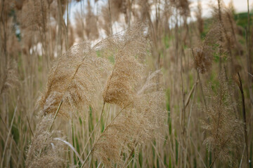 Inflorescences of common reed Phragmites australis close-up, plume of common reed, onset of autumn, autumn nature.