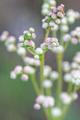 Meadowsweet buds gathered in dense inflorescences close-up vertical shot soft focus, representatives of Filipendula vulgaris genus in the wild, beauty of meadow grasses.