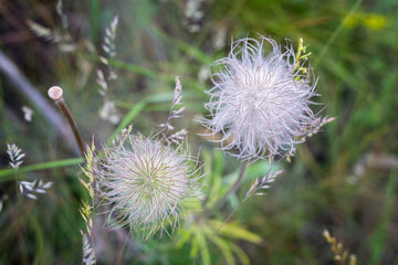 Flowers of meadow pasqueflower Pulsatilla pratensis in green grass at the end of blooming super close-up top view, pasqueflower in grass, medicinal herbs and meadow plants.