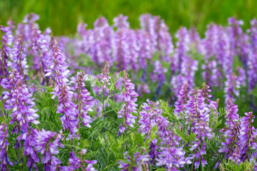 Purple flowers on green meadow in daylight, bright purple flowers, soft focus, blur.