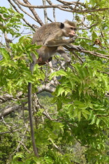 macaque ape sitting and eating in the tree