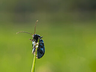 Close-up of a metallic green flea beetle on a blade of grass, Altica jumping flea beetle.