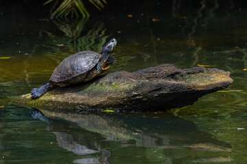 Fototapeta premium Turtle on a log in a florida swamp with a mirrored reflection