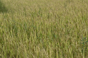 field of rice