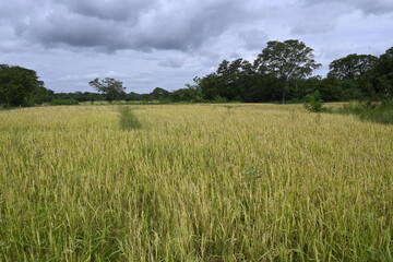 Rice field with cloudy blue sky
