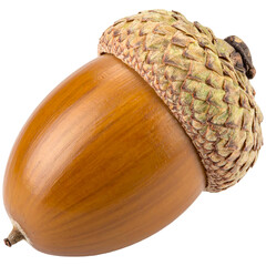 acorn on transparent background, Acorn PNG