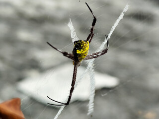 A striking yellow and black striped spider lies in the middle of a trap web with an intricate pattern, against a blurred background.