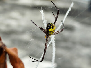A striking yellow and black striped spider lies in the middle of a trap web with an intricate pattern, against a blurred background.