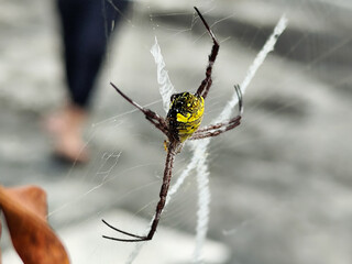 A striking yellow and black striped spider lies in the middle of a trap web with an intricate pattern, against a blurred background.
