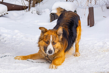 Black and Red Dog Lying in the Snow. High quality photo