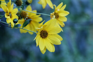 The Hidden Sweetness of the Jerusalem Artichoke Beneath Its Golden Crown
