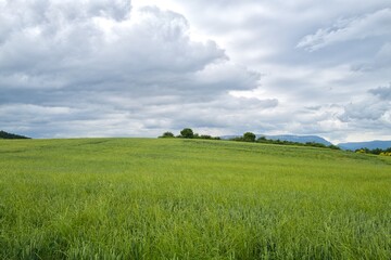 자연 초목 나무 길 산책로